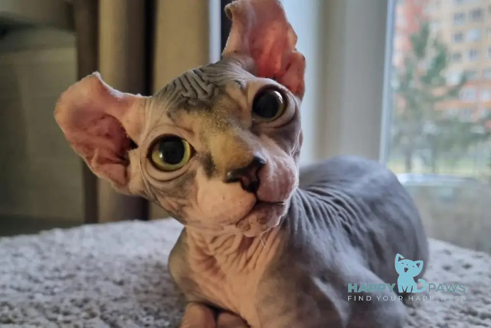 Bruce Elf male black tabby bicolour live animals