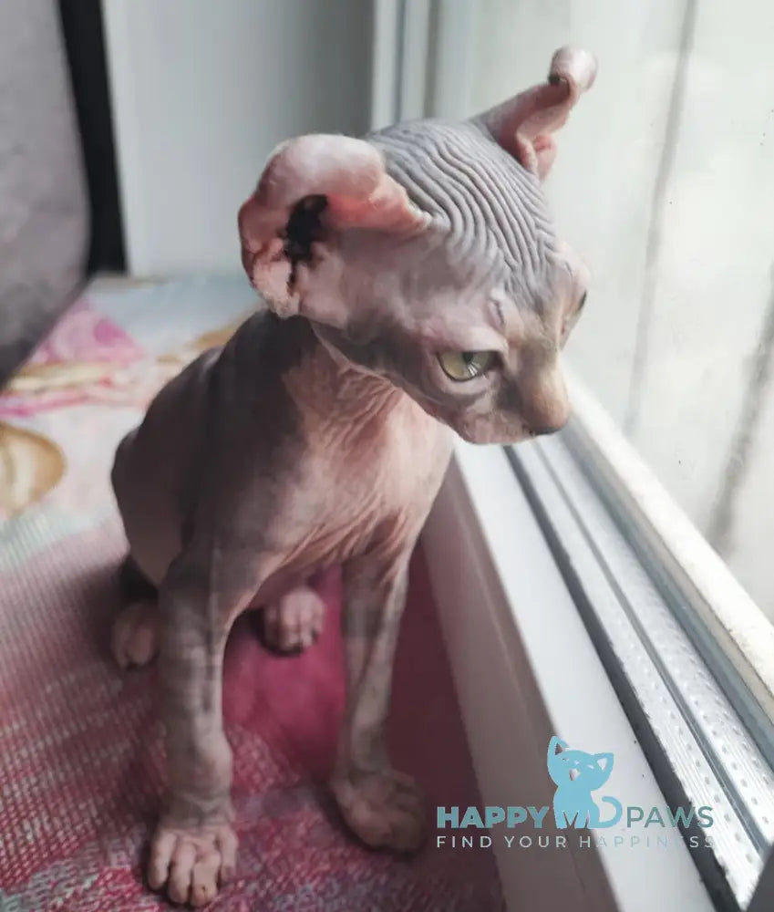 Bruce Elf male black tabby bicolour live animals