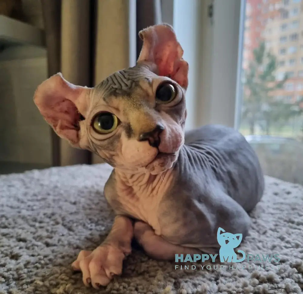 Bruce Elf male black tabby bicolour live animals