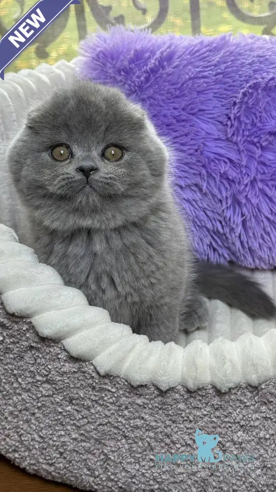 Bruce Scottish Fold male blue live animals