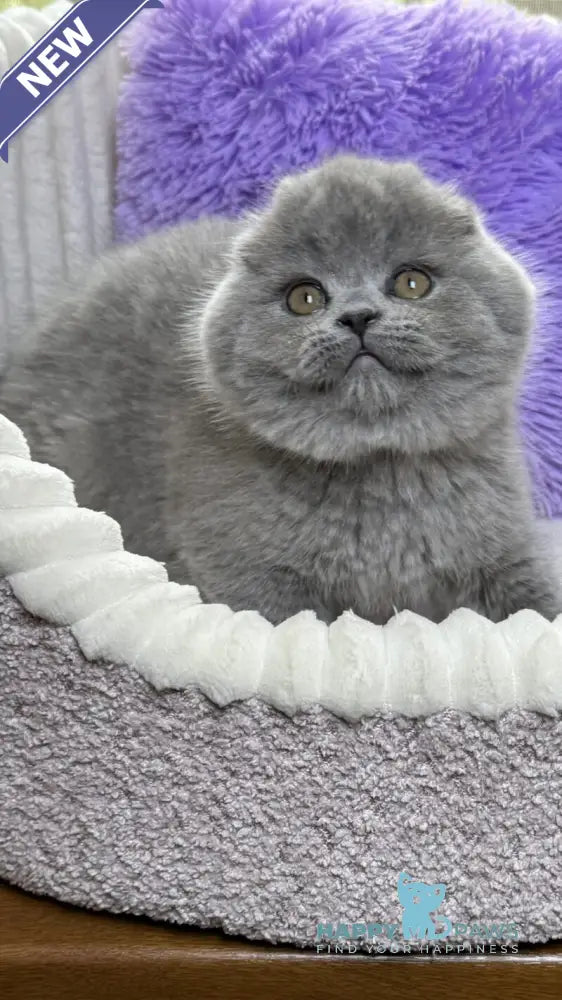 Bruce Scottish Fold male blue live animals