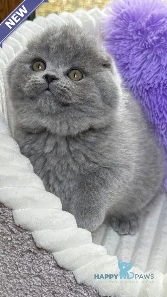 Bruce Scottish Fold male blue live animals