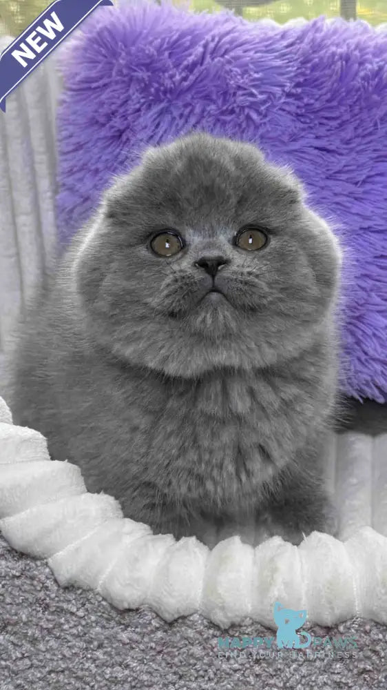 Bruce Scottish Fold male blue live animals