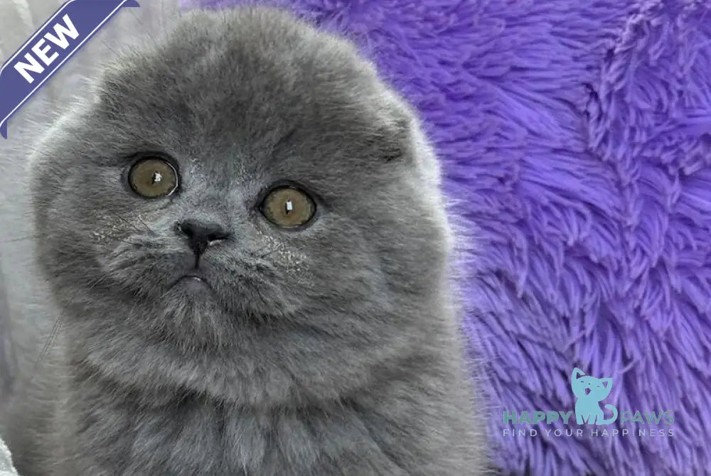 Bruce Scottish Fold male blue live animals