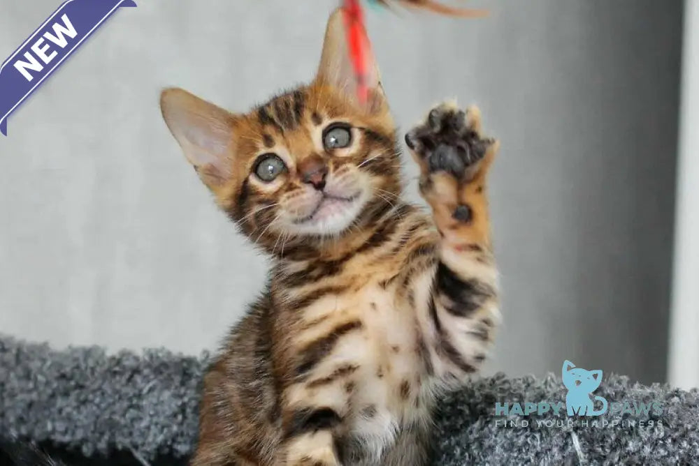 Bruno Bengal male black spotted tabby live animals