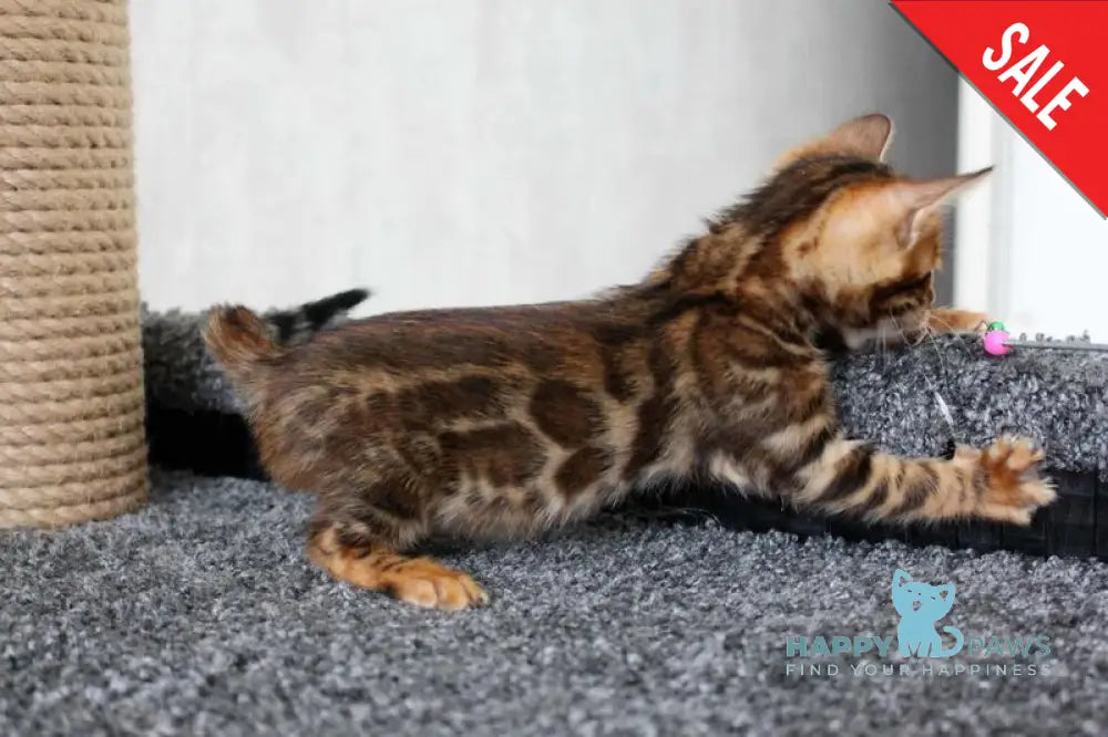 Bruno Bengal male black spotted tabby live animals
