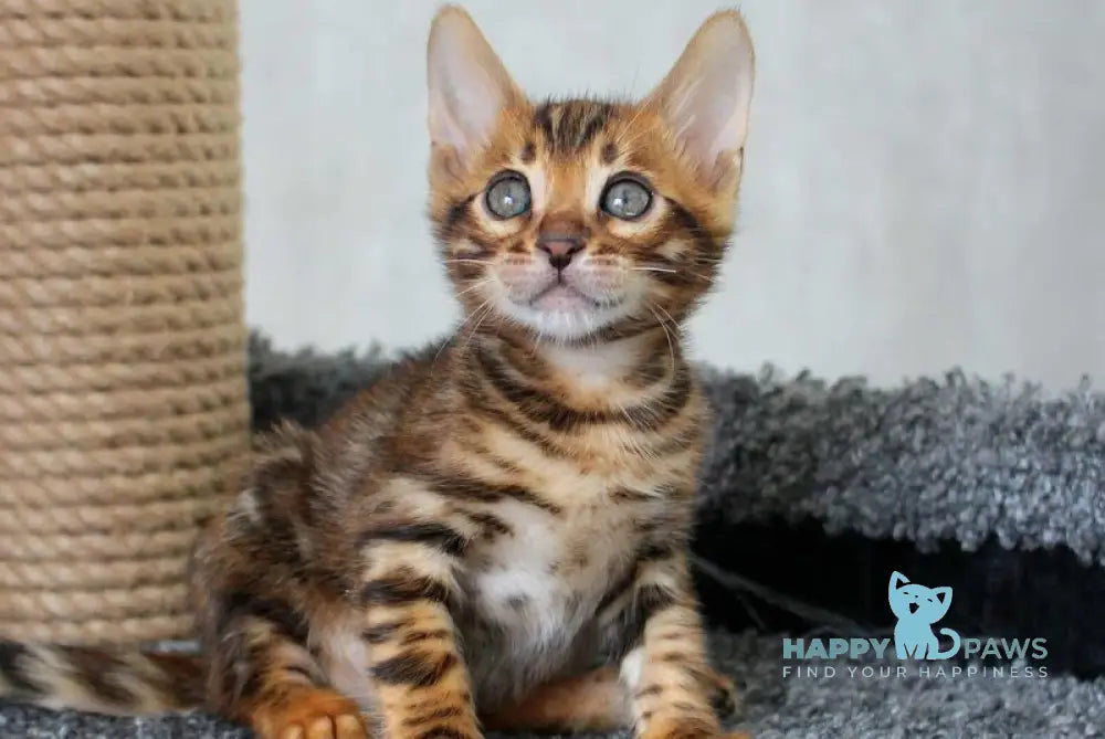 Bruno Bengal male black spotted tabby live animals