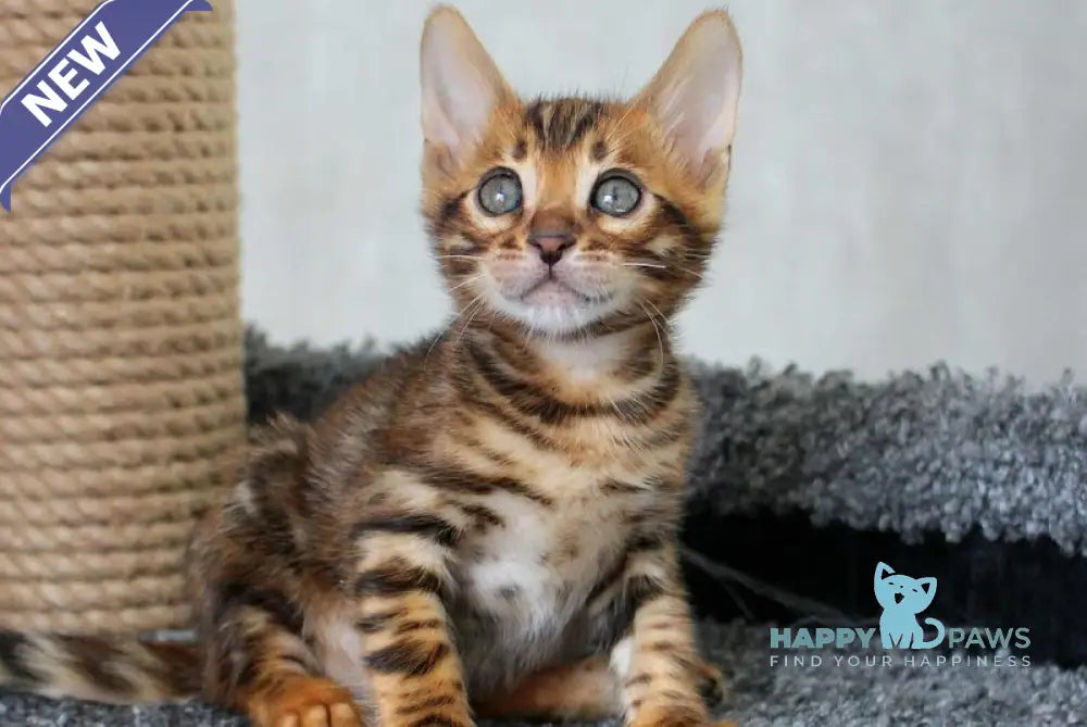 Bruno Bengal male black spotted tabby live animals