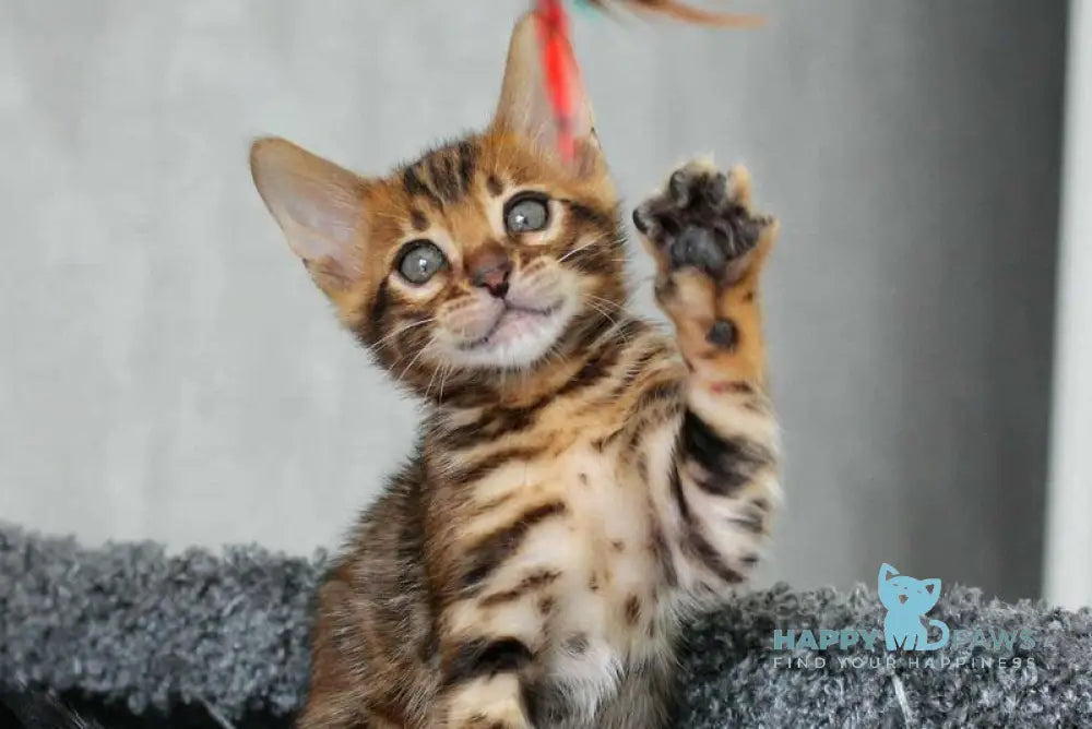 Bruno Bengal male black spotted tabby live animals