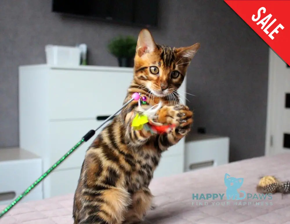 Bruno Bengal male black spotted tabby live animals