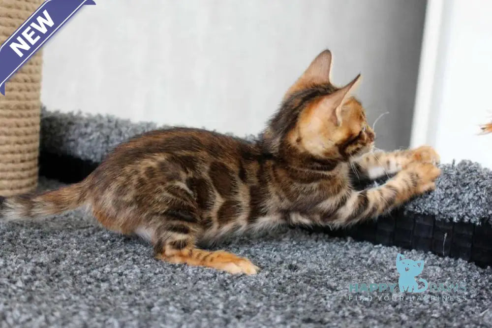 Bruno Bengal male black spotted tabby live animals