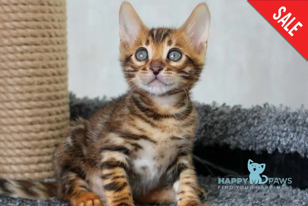 Bruno Bengal male black spotted tabby live animals