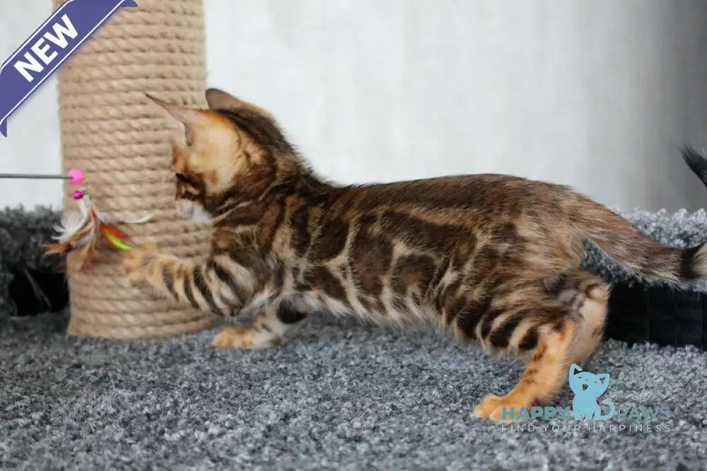 Bruno Bengal male black spotted tabby live animals