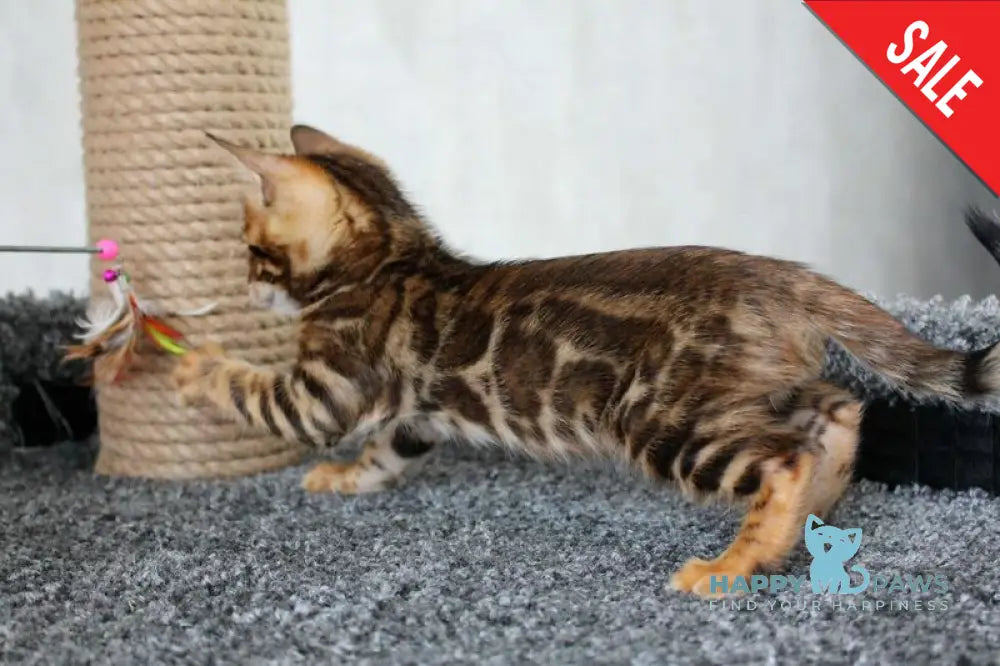 Bruno Bengal male black spotted tabby live animals