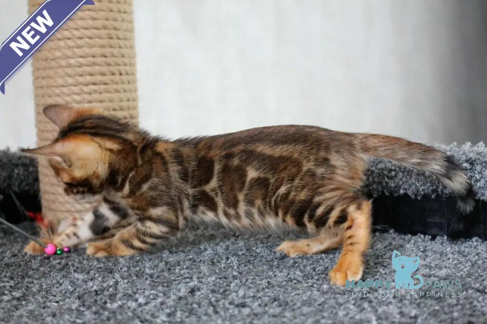 Bruno Bengal male black spotted tabby live animals