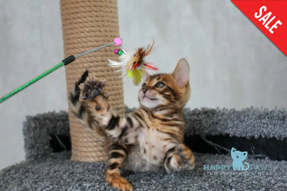 Bruno Bengal male black spotted tabby live animals