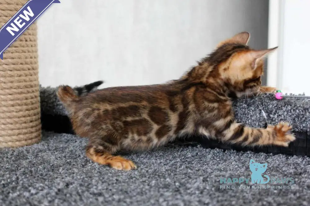 Bruno Bengal male black spotted tabby live animals