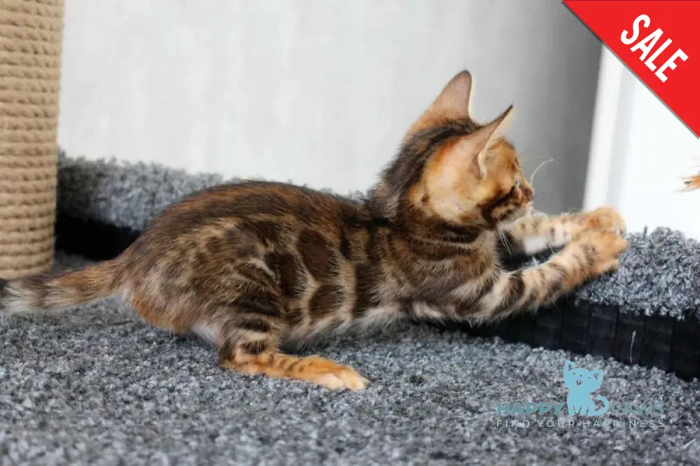 Bruno Bengal male black spotted tabby live animals