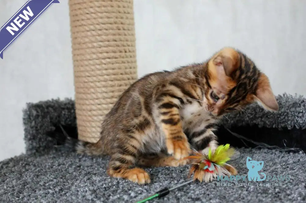 Bruno Bengal male black spotted tabby live animals