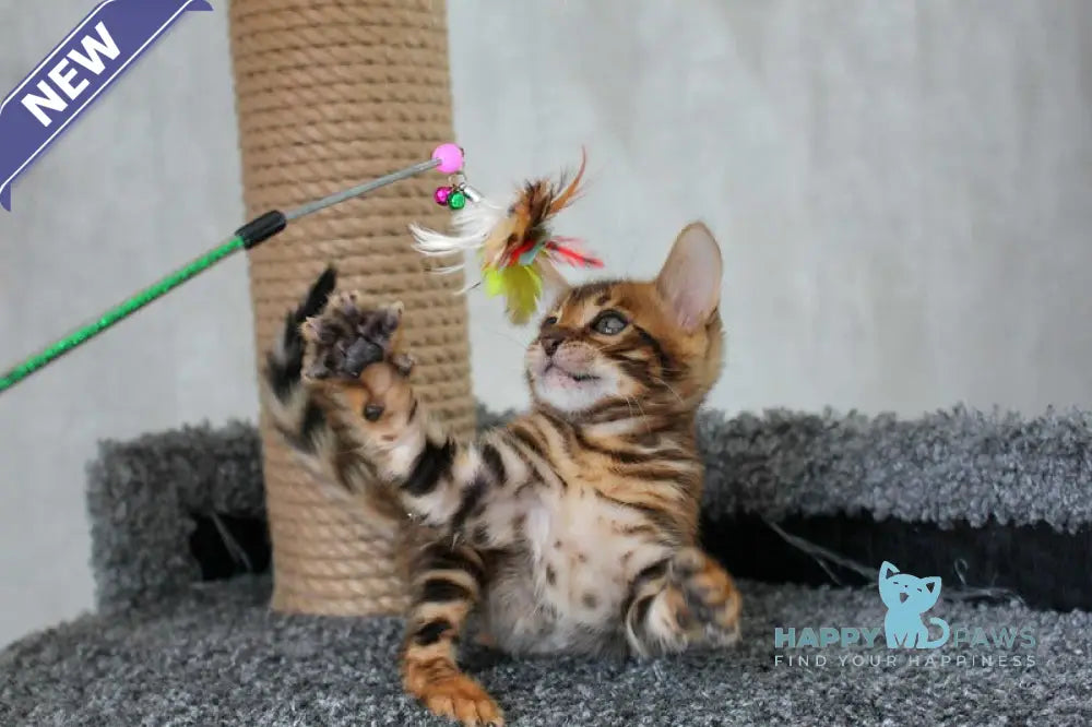 Bruno Bengal male black spotted tabby live animals