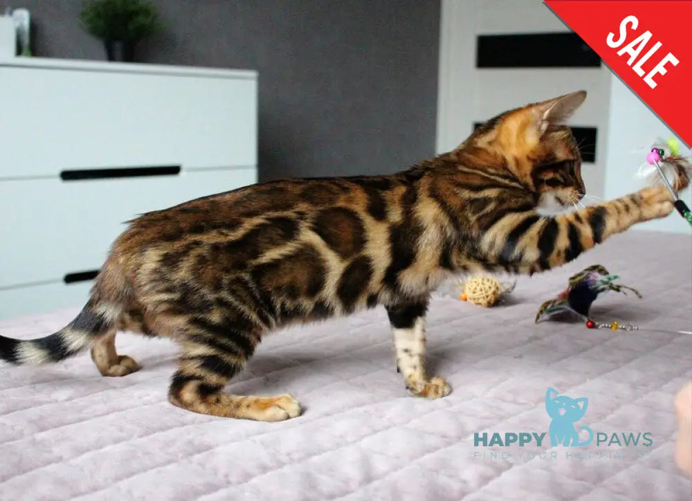 Bruno Bengal male black spotted tabby live animals