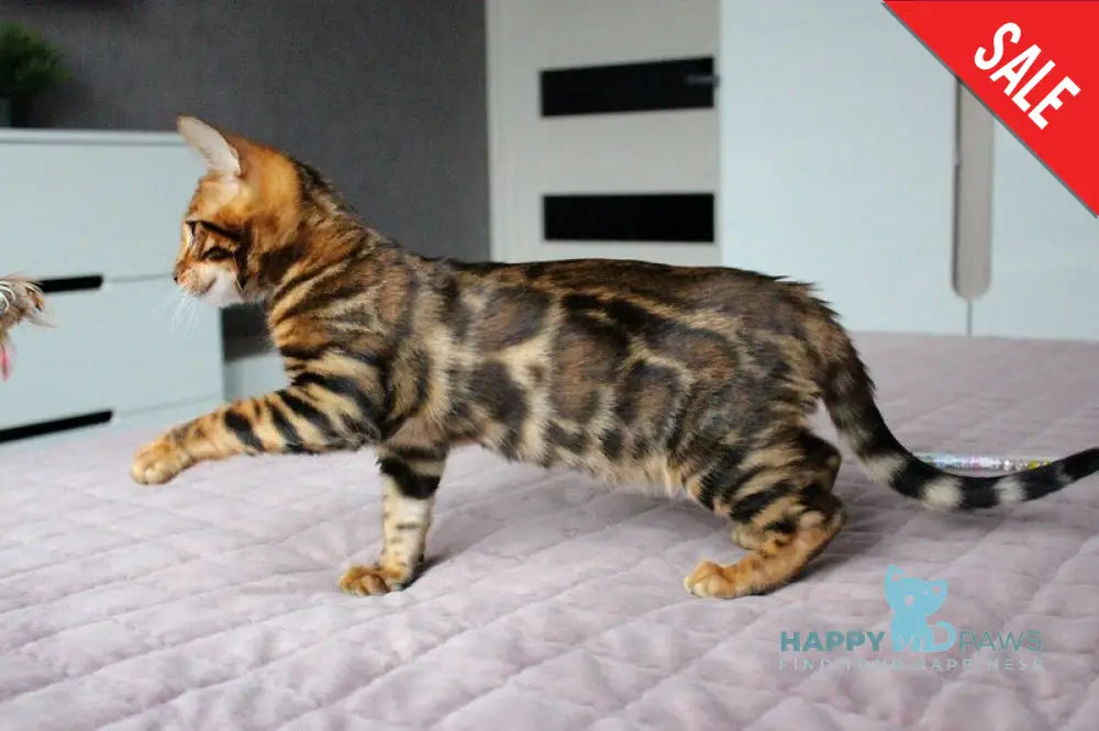 Bruno Bengal male black spotted tabby live animals