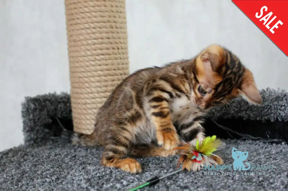 Bruno Bengal male black spotted tabby live animals