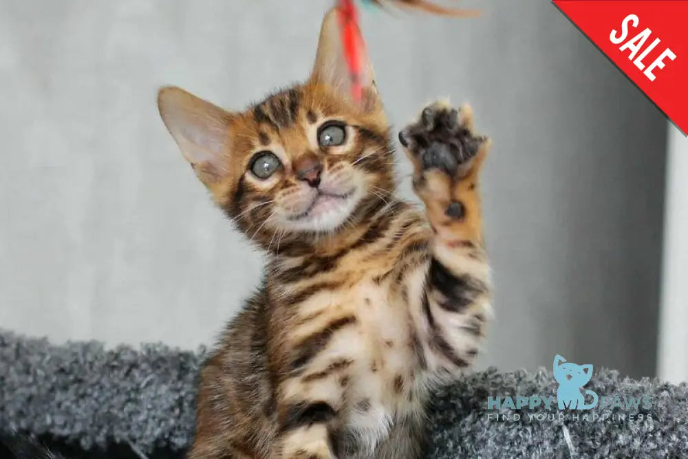 Bruno Bengal male black spotted tabby live animals