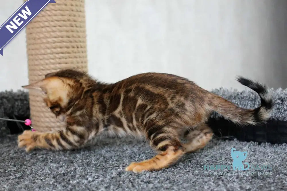 Bruno Bengal male black spotted tabby live animals