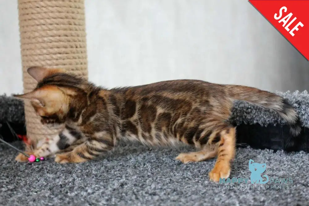 Bruno Bengal male black spotted tabby live animals