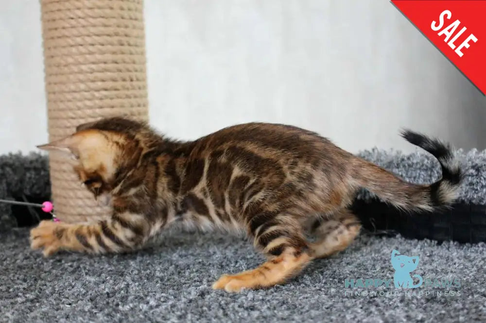Bruno Bengal male black spotted tabby live animals