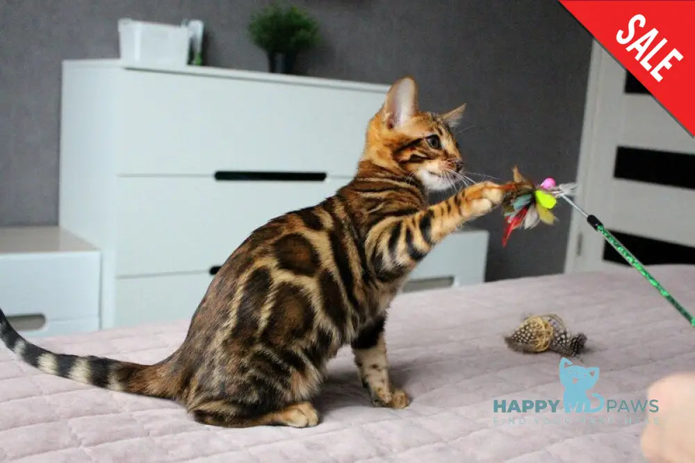 Bruno Bengal male black spotted tabby live animals