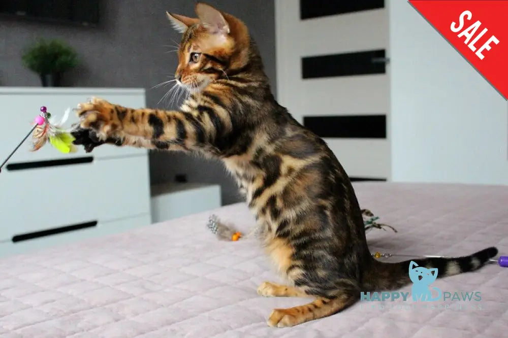 Bruno Bengal male black spotted tabby live animals