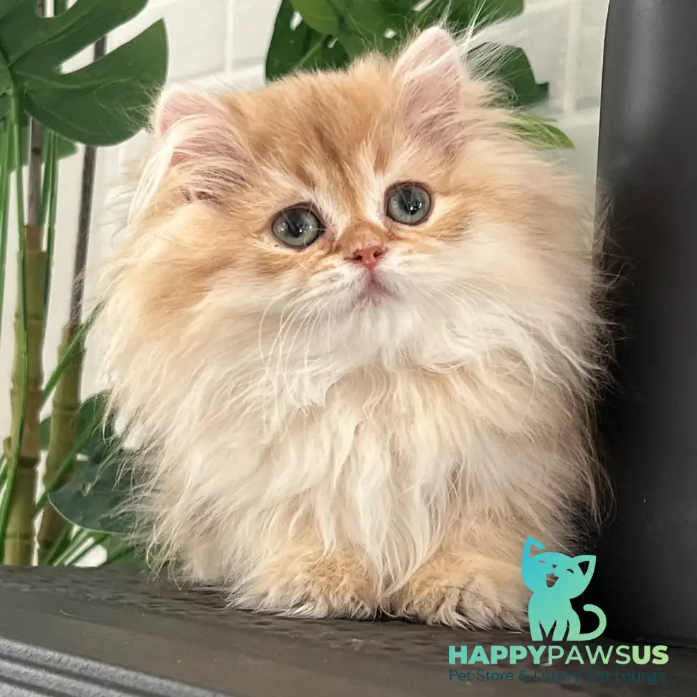 Bruno British Longhair male chocolate golden shaded - live animals