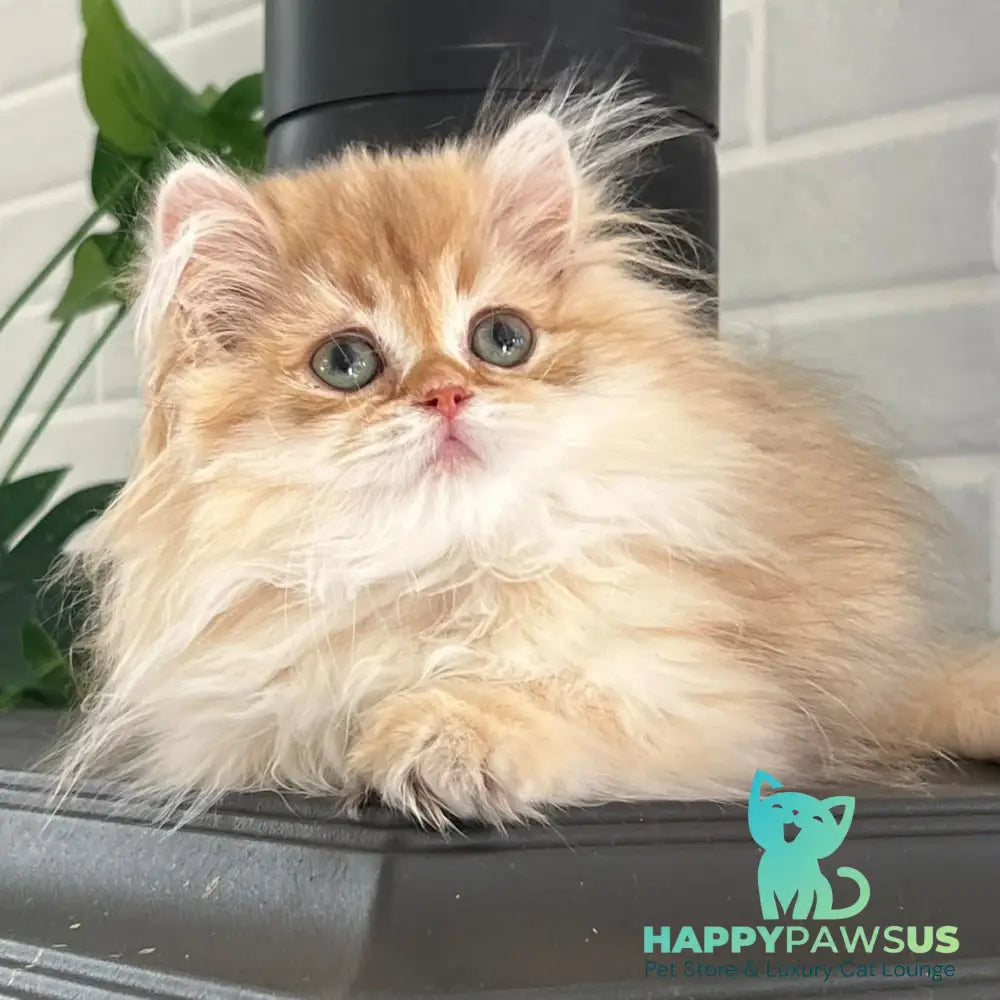 Bruno British Longhair male chocolate golden shaded - live animals