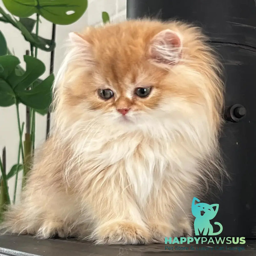 Bruno British Longhair male chocolate golden shaded - live animals