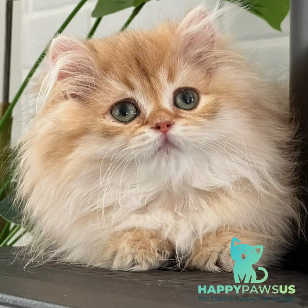 Bruno British Longhair male chocolate golden shaded - live animals