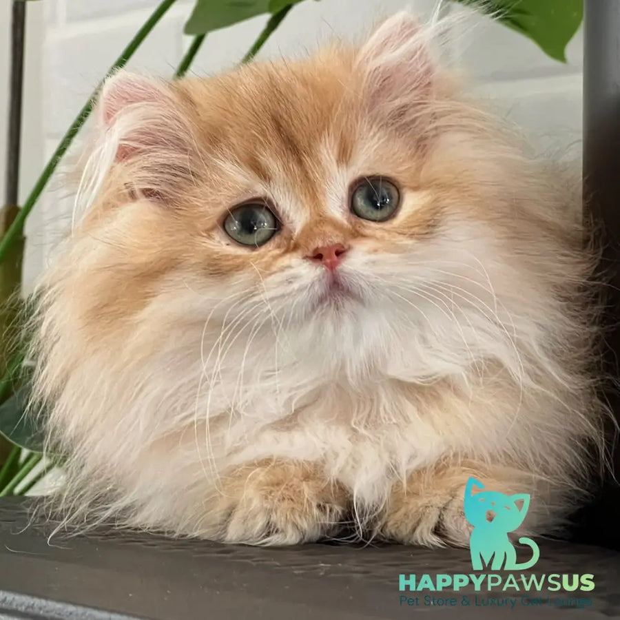 Bruno British Longhair male chocolate golden shaded - live animals