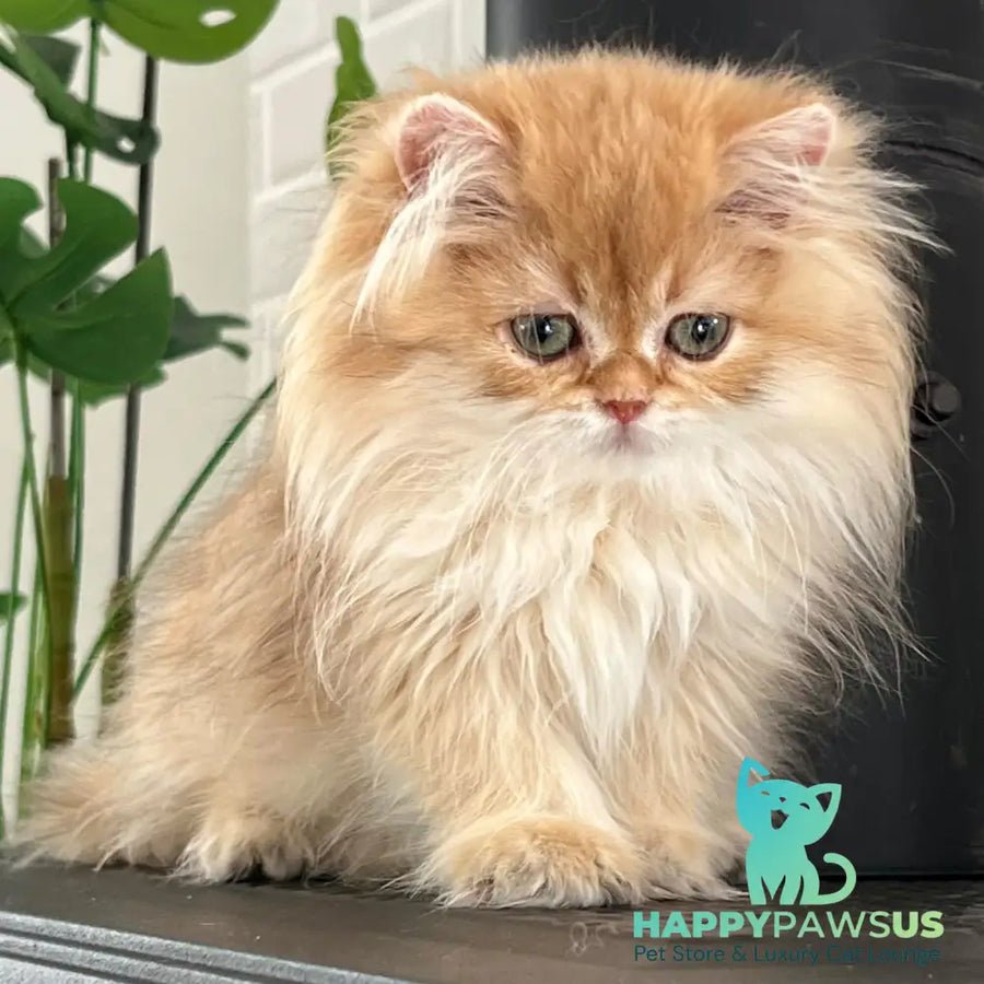 Bruno British Longhair male chocolate golden shaded - live animals