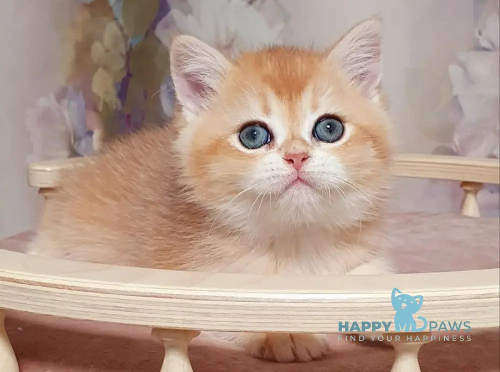 Bruno British Shorthair male black golden chinchilla live animals