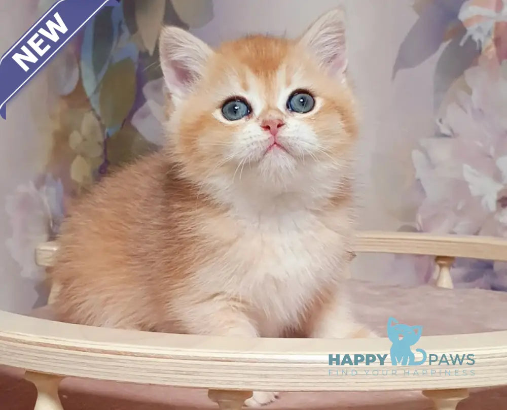 Bruno British Shorthair male black golden chinchilla live animals