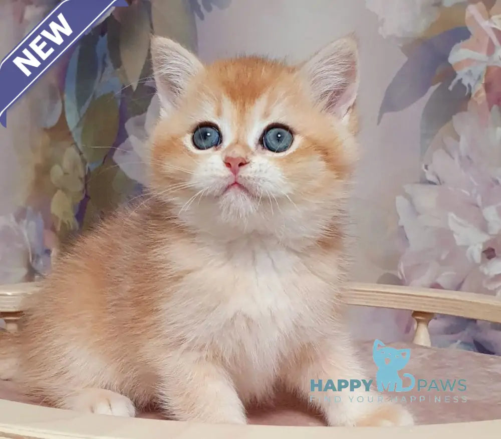 Bruno British Shorthair male black golden chinchilla live animals