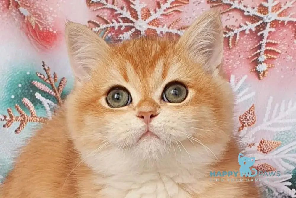 Bruno British Shorthair male black golden chinchilla live animals