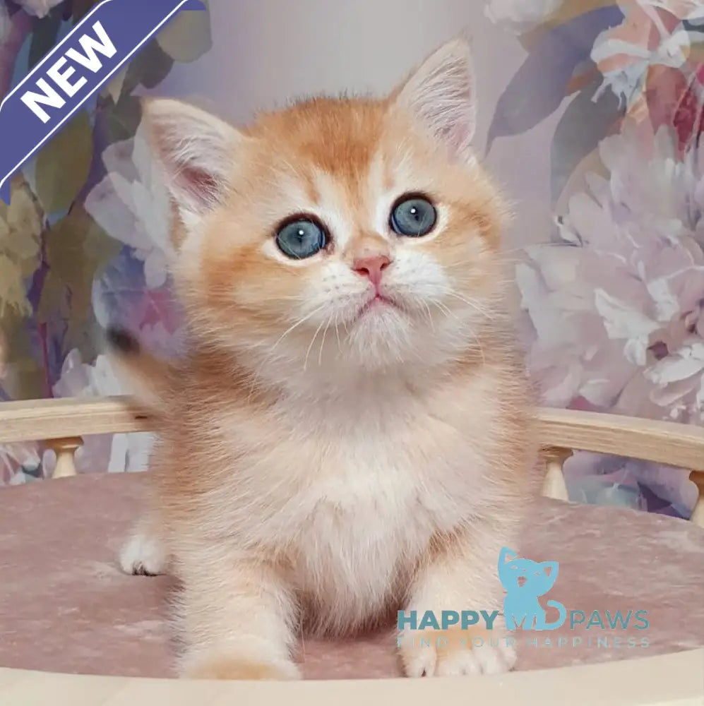 Bruno British Shorthair male black golden chinchilla live animals