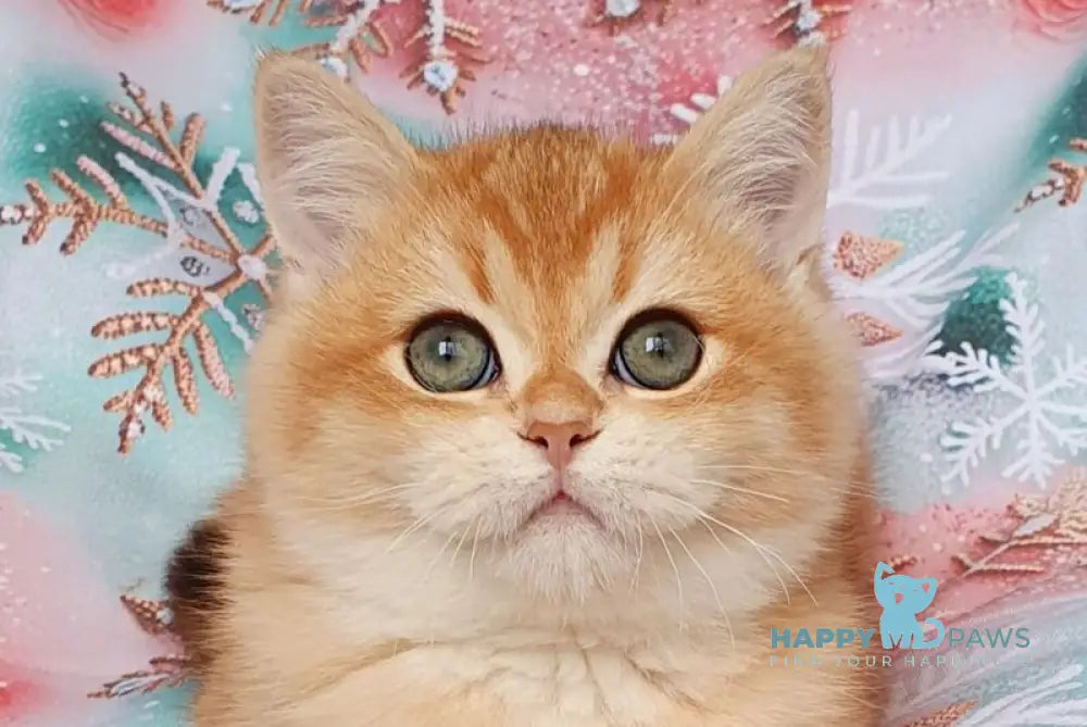 Bruno British Shorthair male black golden chinchilla live animals