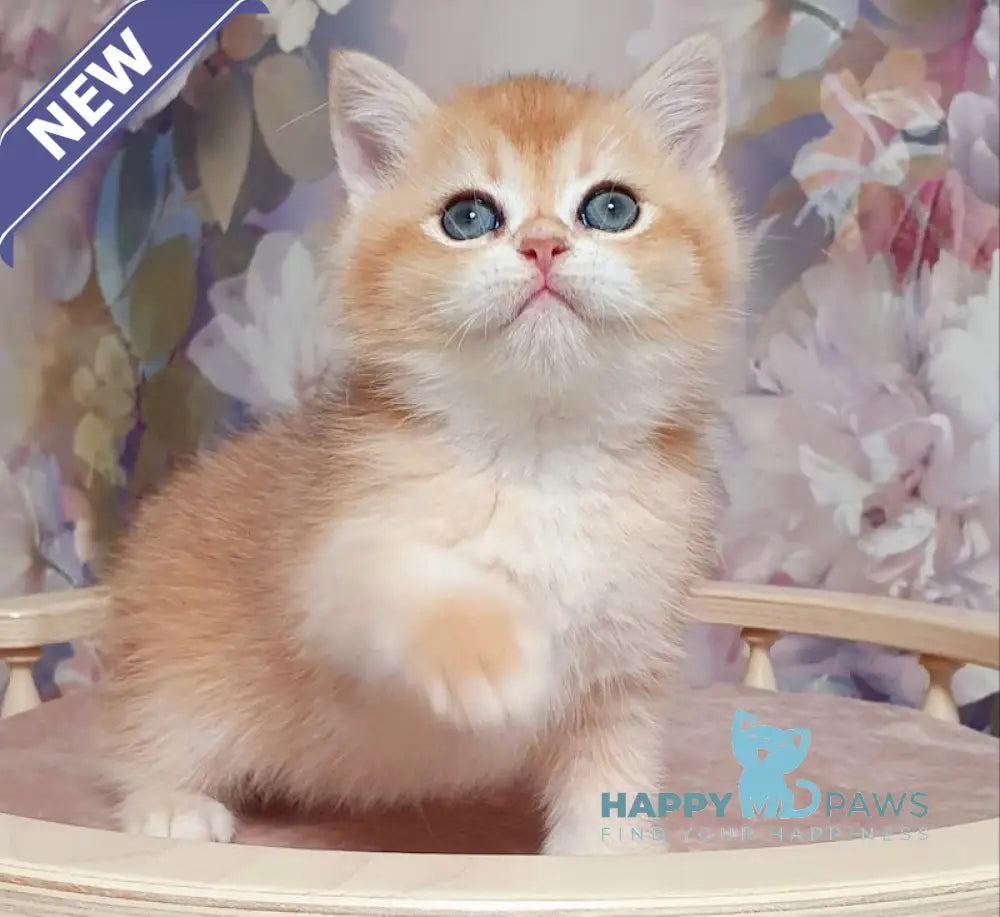 Bruno British Shorthair male black golden chinchilla live animals