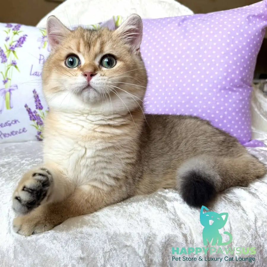 Bruno British Shorthair male black golden shaded - live animals