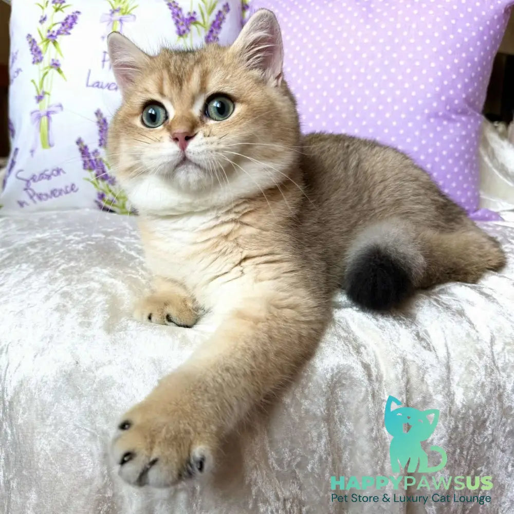 Bruno British Shorthair male black golden shaded - live animals