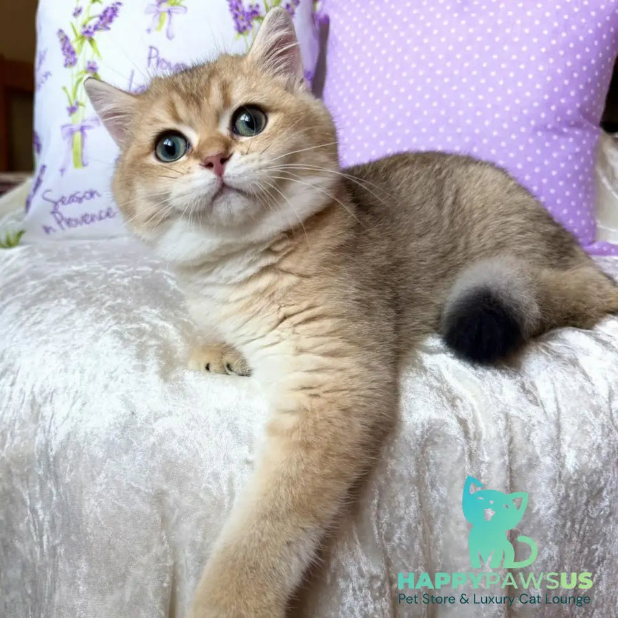 Bruno British Shorthair male black golden shaded - live animals