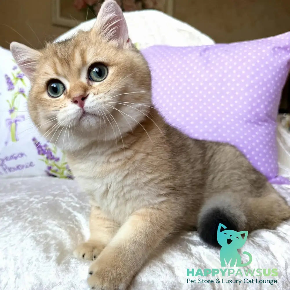 Bruno British Shorthair male black golden shaded - live animals